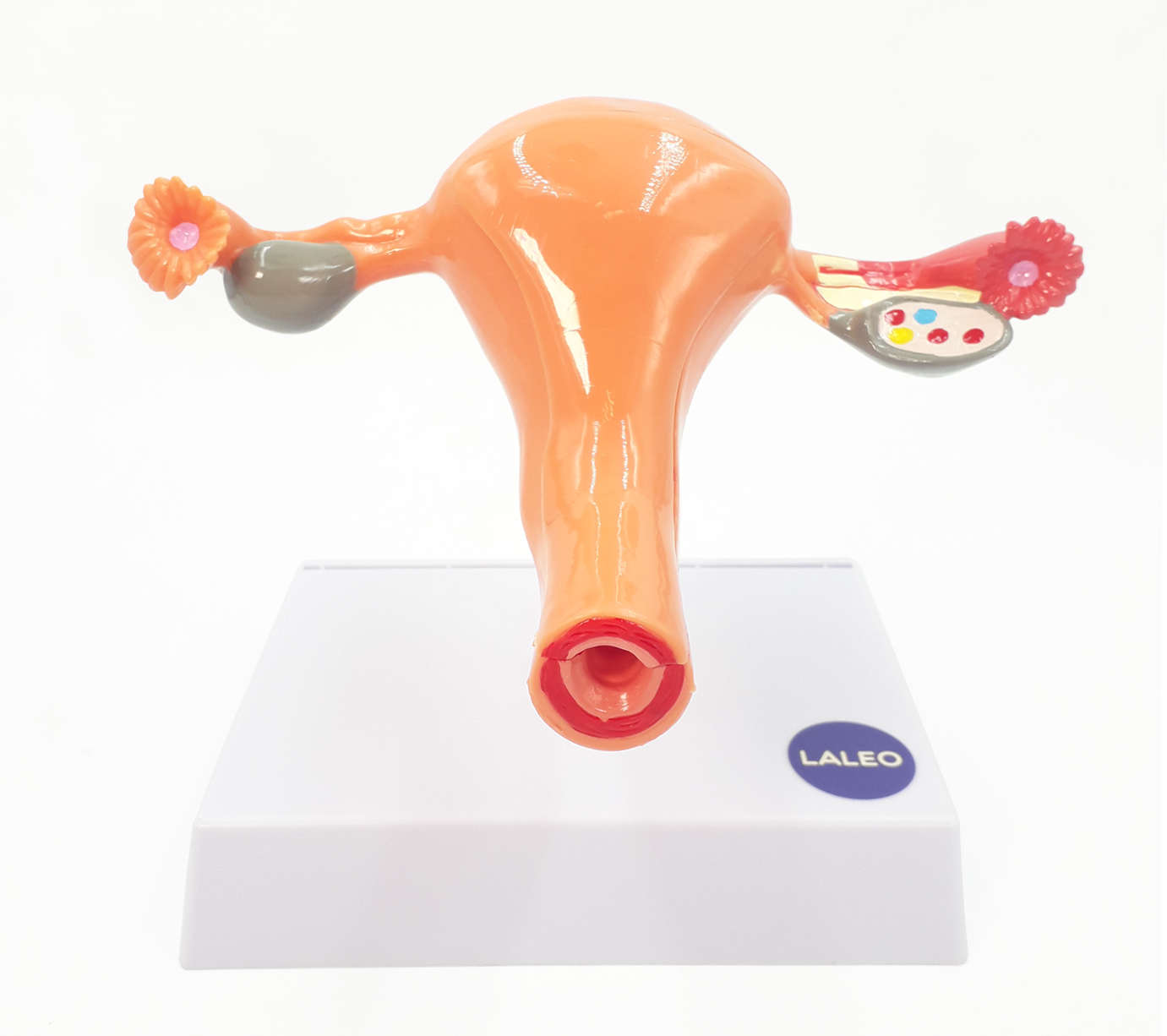 Modelo anatómico de útero femenino y ovario en LALEO